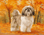 Shih Tzu Stroll