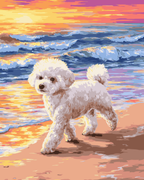 Bichon Frise Beach