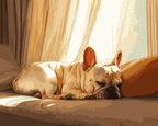 French Bulldog Nap