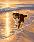 Australian Shepherd Shoreline