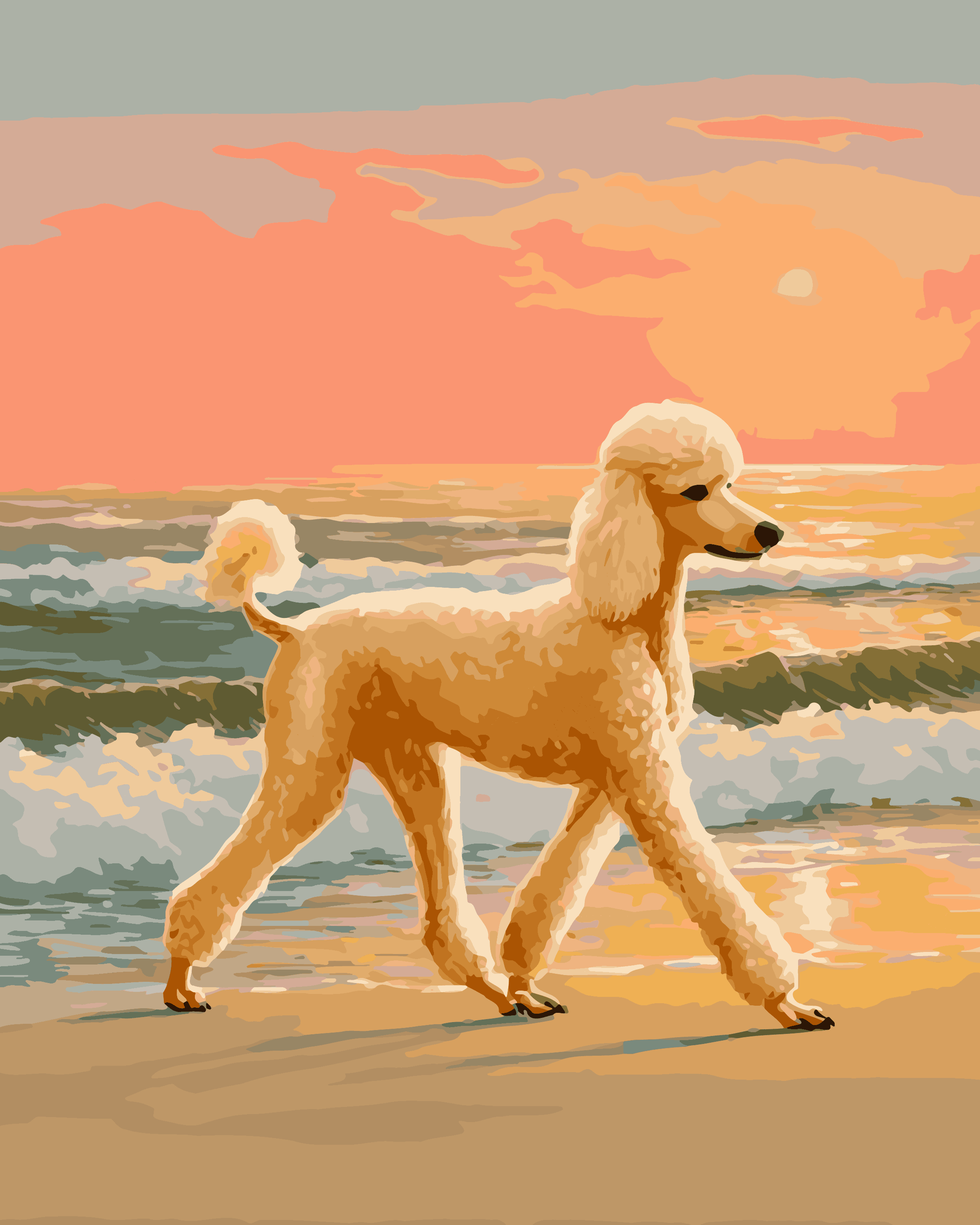 Sunset Poodle